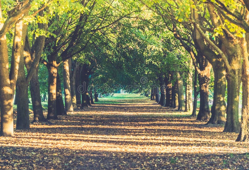 Alley of green trees lit with sunllight in the summer