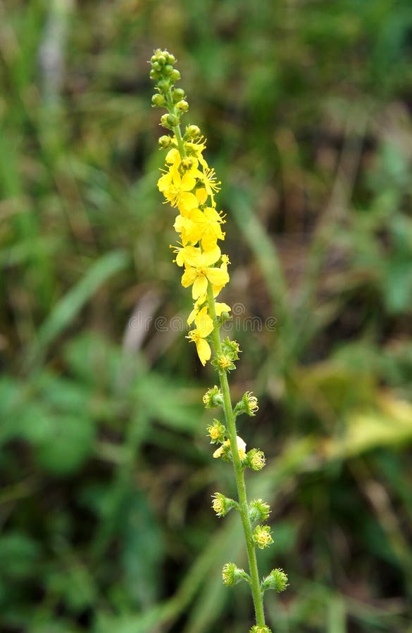 Allgemeines Agrimony Agrimonia eupatoria lizenzfreie stockfotografie Allgemeines Agrimony Agrimonia eupatoria lizenzfreie stockfotografie