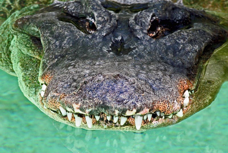 Alligator