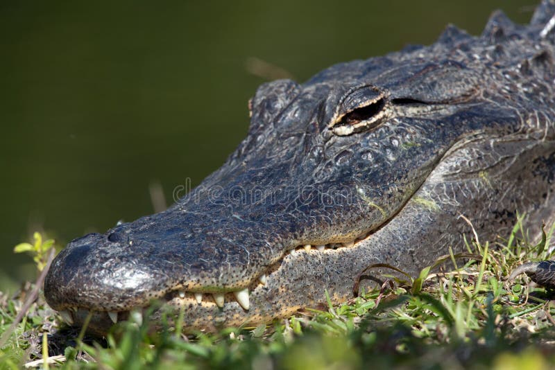 Alligator