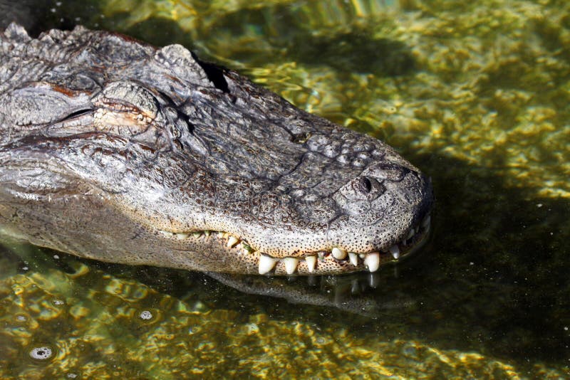 Alligator