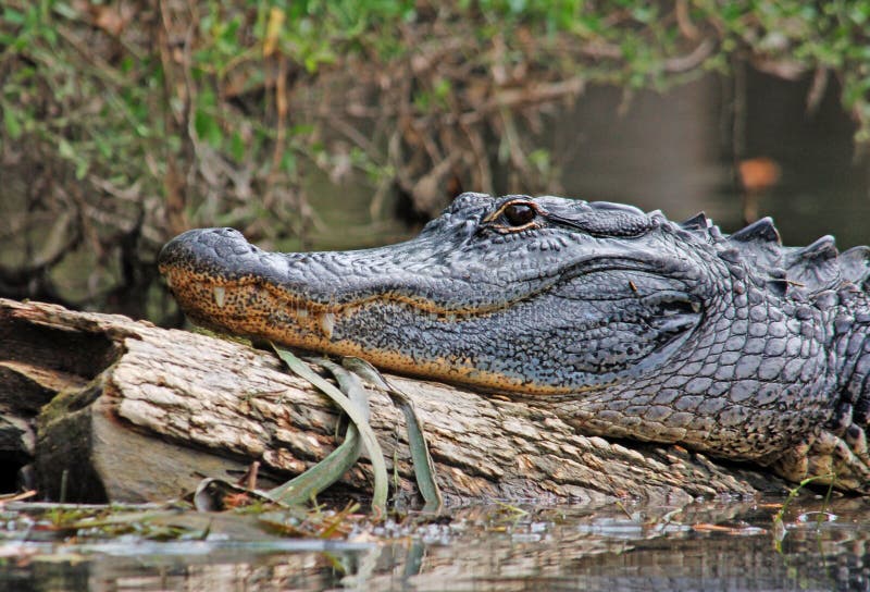 Photograph of a large alligator basking on a fallen log. Log animal stock images, royalty-free photos and pictures
