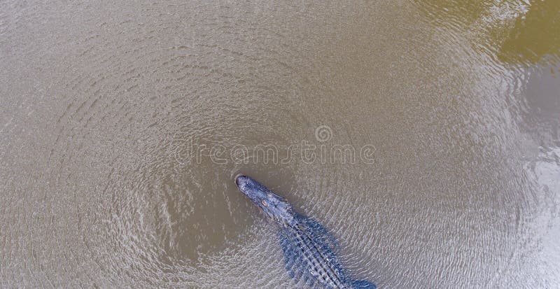 Alligator américain adulte dans la baie mobile, Alabama photo stock Alligator américain adulte dans la baie mobile, Alabama photo stock