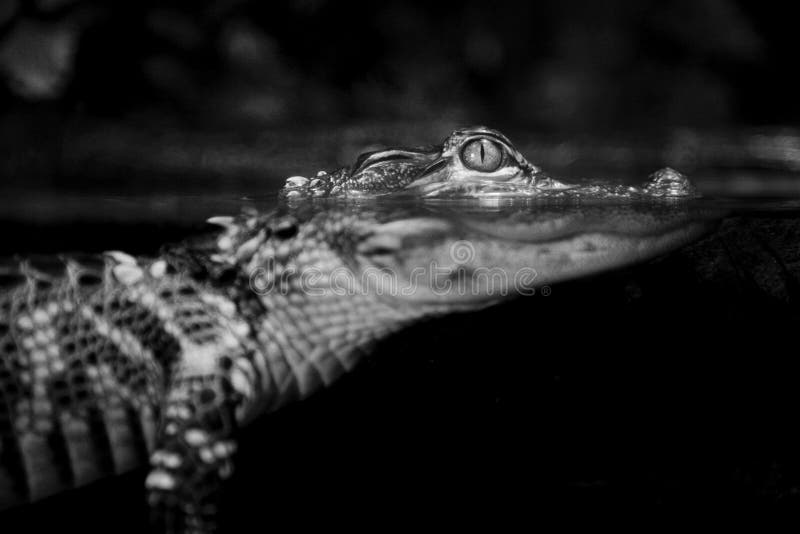 A juvenile alligator waits for its next meal. A juvenile alligator waits for its next meal.