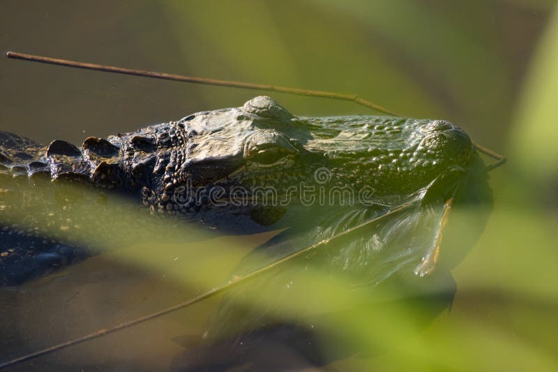 Alligator Carries Away Meal royaltyfria foton