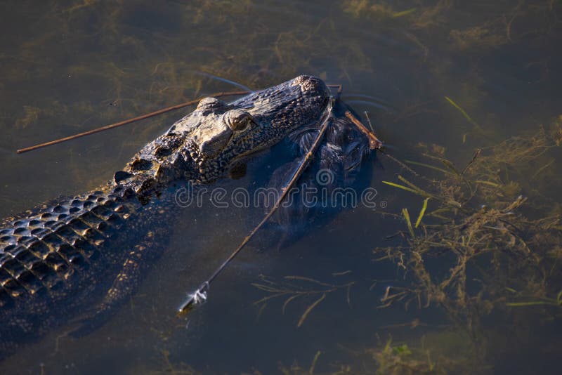 Alligator Carries Away Meal royaltyfria bilder