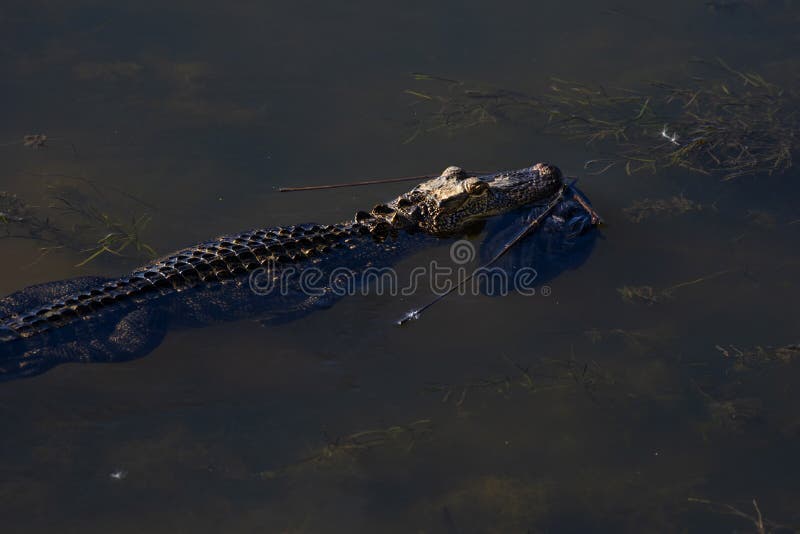 Alligator Carries Away Meal royaltyfri foto