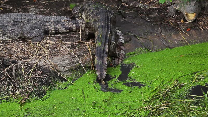 Alligator or Crocodile climb or walking from river or pond