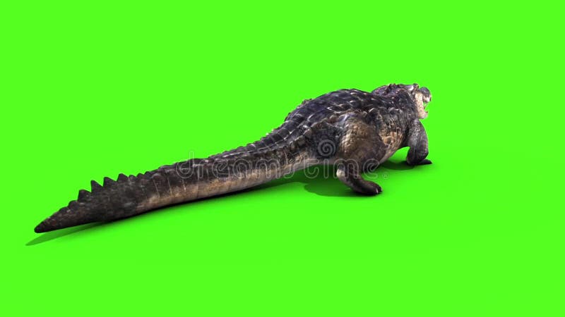 Alligator Crocodile Reptile Static Walks Back Loop Green Screen