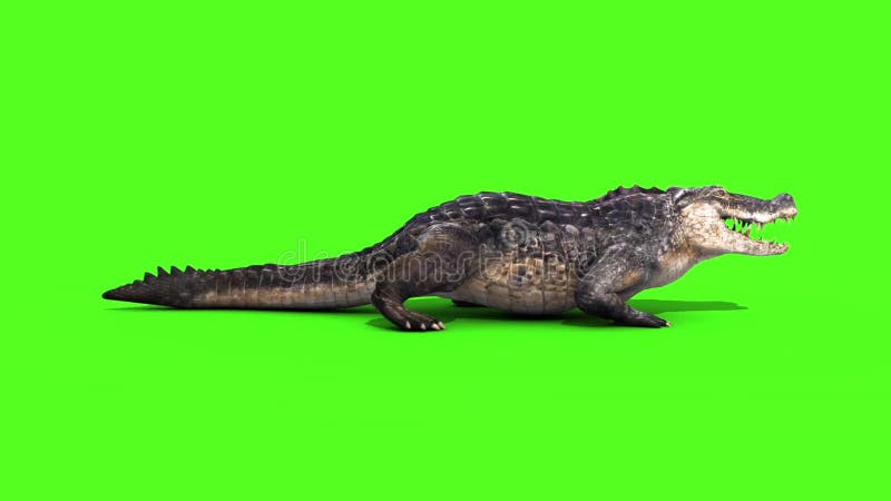 Alligator Crocodile Reptile Static Walks Side Loop Green Screen
