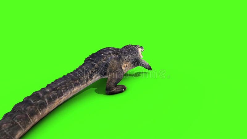 Alligator Crocodile Reptile Walks Back Green Screen
