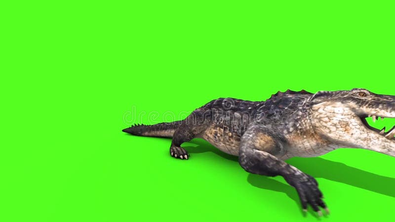 Alligator Crocodile Reptile Walks Front Green Screen