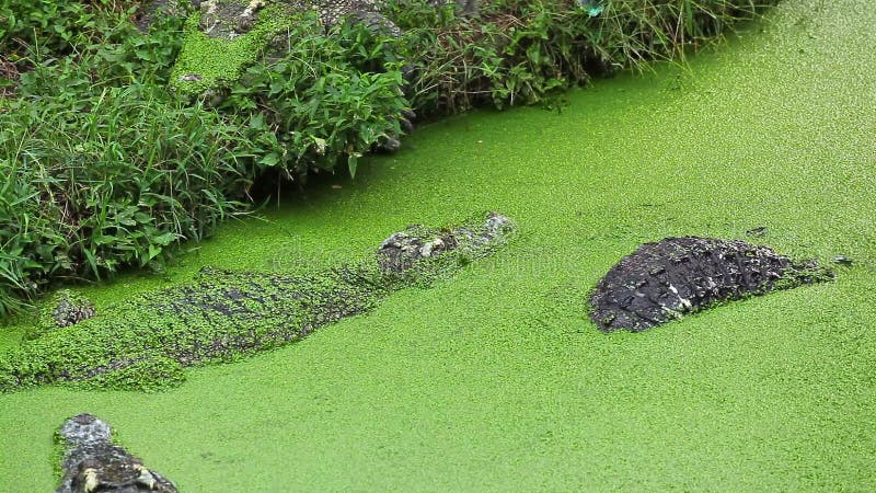 Alligator or Crocodile waiting and watching for victim in river or pond