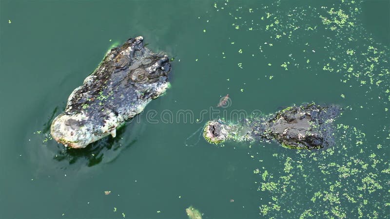 Alligator or Crocodile waiting and watching for victim in river or pond