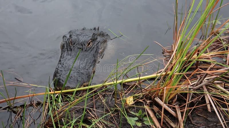 Alligator / Crocodile in the water with only the head visible