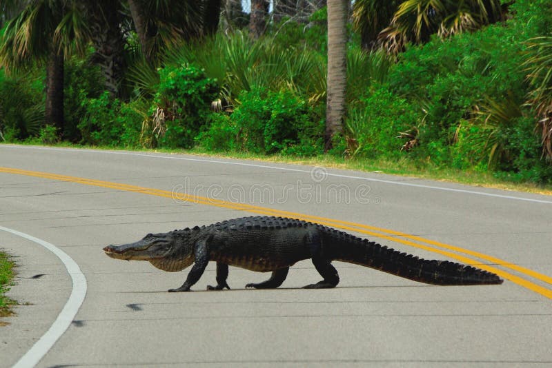 Alligator crossing road stock image. Image of amble, alligator 14846005