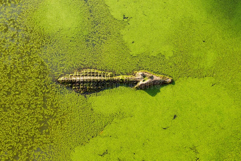 Alligator dans l'étang de marécage couvert de lenticule et de natation image libre de droits Alligator dans l'étang de marécage couvert de lenticule et de natation image libre de droits