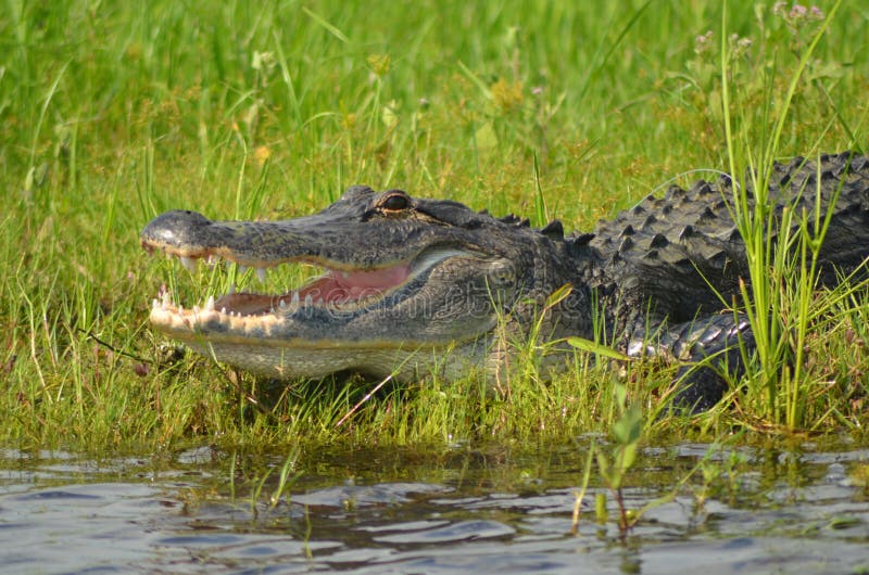 Gator cooling off in the marshes. Orlando, Florida. Gator cooling off in the marshes. Orlando, Florida.