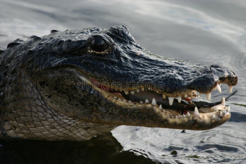 Alligator eating catfish stock photo. Image of animal 1235878