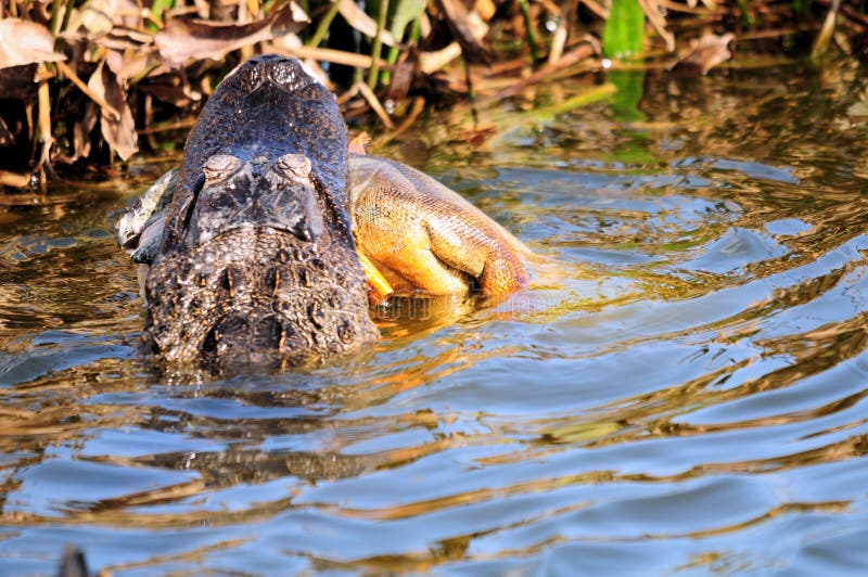 Alligator Eating an Iguana stock image. Image of reptile ...