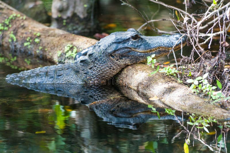 We did not find results for: Mississippi Alligator Stock Auf Der Nase - Alligator Auf Anmeldung Florida-Sumpf Stockbild - Bild von ...
