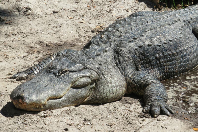 Alligator Farm in St. Augustine Florida, Closeup Stock Photo Image of