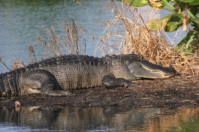 Alligator Florida Everglades