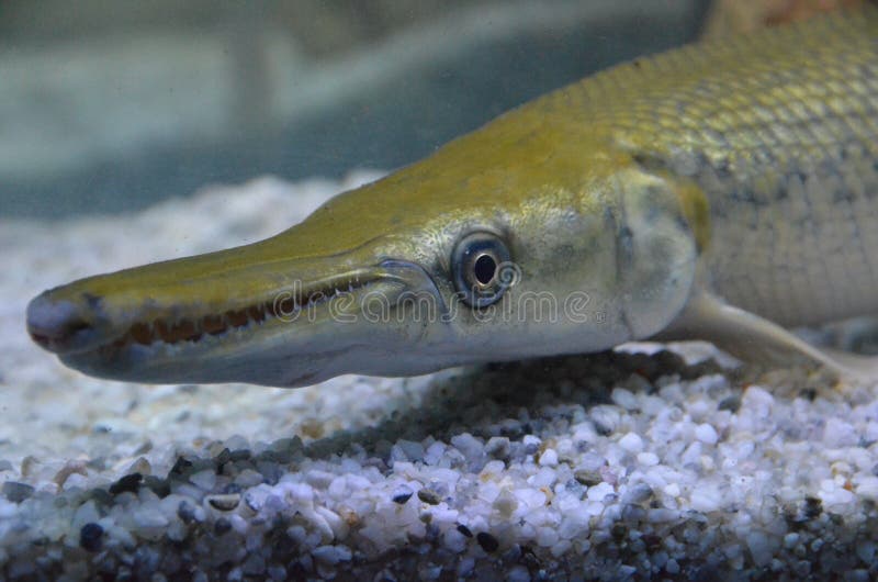 Alligator gar Atractosteus spatula are ray-finned euryhaline fish related to bowfin in the infraclass Holostei ho`-las-te-i. The fossil record traces their existence to the Early Cretaceous over a hundred million years ago. They are the largest species in the gar family, and among the largest freshwater fishes in North America. Gars are often referred to as `primitive fishes`, or `living fossils` because they have retained some morphological characteristics of their earliest ancestors, such as a spiral valve intestine which is also common to the digestive system of sharks, and the ability to breathe both air and water. Their common name was derived from their resemblance to American alligator, particularly their broad snout and long sharp teeth. Anecdotal evidence in several scientific reports suggest that an alligator gar can grow up to 10 ft 3. 0 m in length and weigh as much as 300 lb 140 kg; however in 2011 the largest alligator gar ever caught and officially recorded was 8 ft 5 1â„4 in 2. 572 m long, weighed 327 lb 148 kg, and was 47 in 120 cm around the girth.