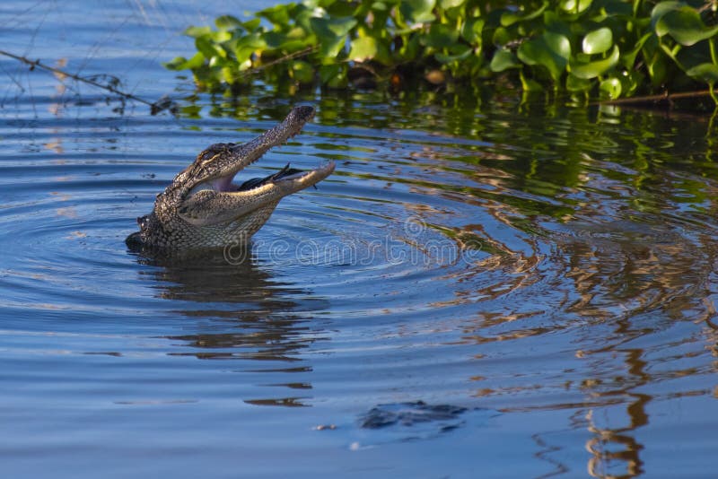 Alligator gör mjöl av fågel royaltyfri fotografi
