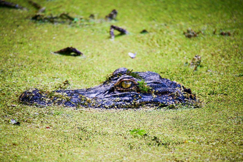 Alligator i Duck Weed arkivfoto