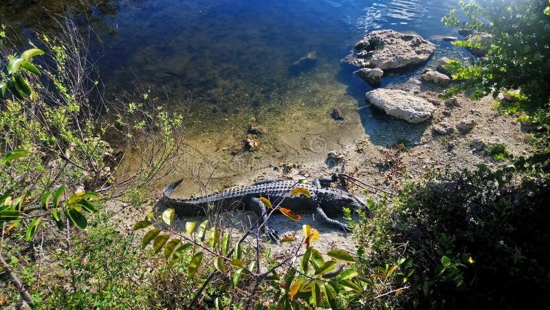 Alligator la Floride image stock Alligator la Floride image stock