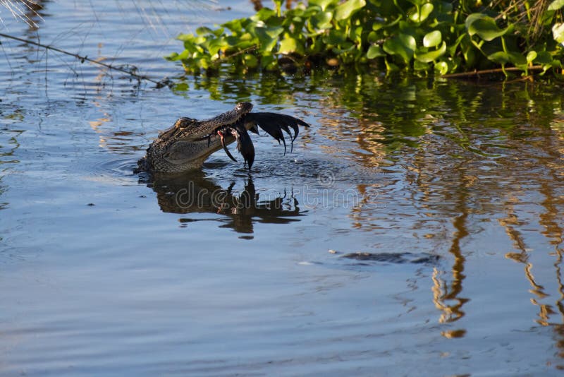 Alligator Makes Meal ur Bird arkivbild