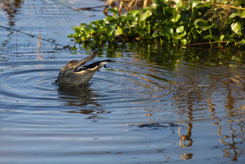 Alligator Makes Meal ur Bird arkivbilder