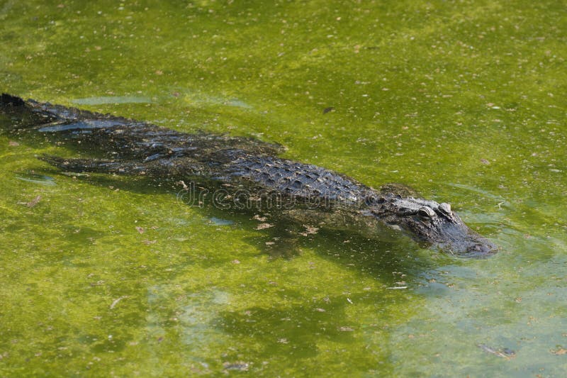 Alligator Mississipiensis royalty free stock photography