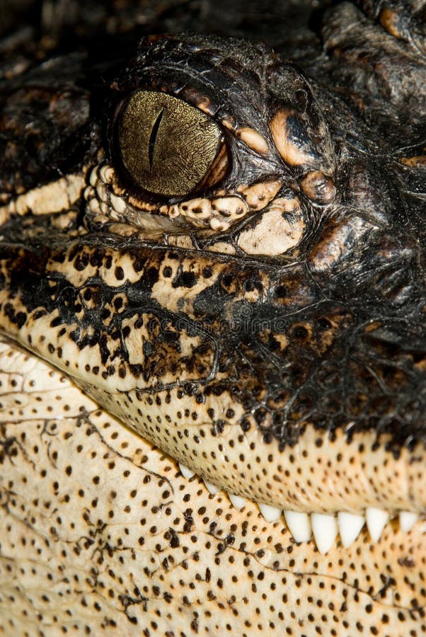 Alligator Portrait 2