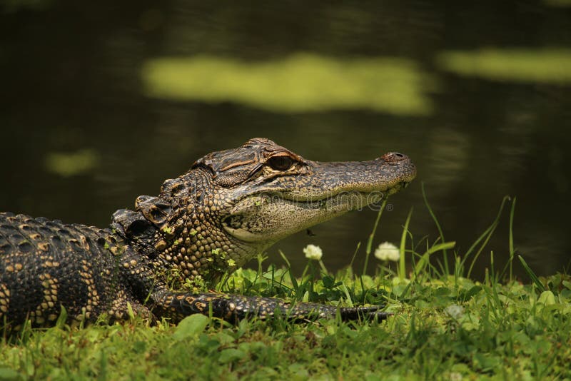 Alligator på banken av ett damm arkivfoto