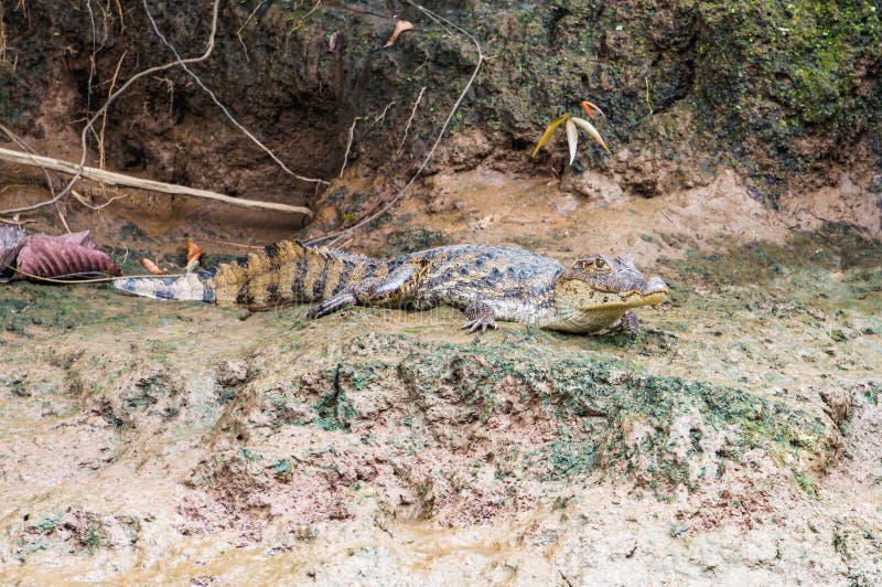 Alligator resting on the bank of a river in Tortuguero stock photos Alligator resting on the bank of a river in Tortuguero stock photos