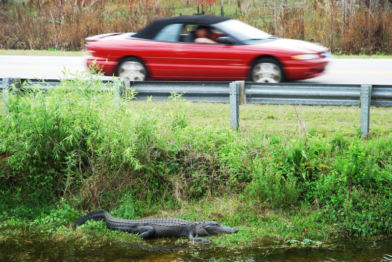 Alligator by The Road