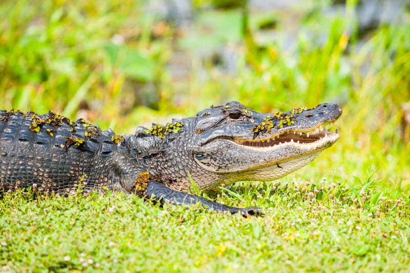 Alligator sauvage par des marais de la Floride photo stock Alligator sauvage par des marais de la Floride photo stock