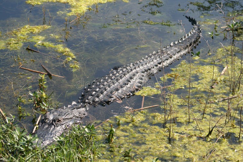 Alligator Sleeping