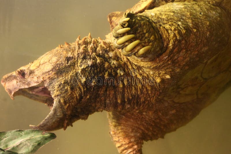 The Alligator Snapping Turtle (Macrochelys temminckii) is one of the largest freshwater turtles in the world. These turtles can remain submerged for three hours. Typically only nesting females will venture onto open land. The Alligator Snapping Turtle is characterized by a large, heavy head, and a long, thick shell with three dorsal ridges of large scales (osteoderms) giving it a primitive appearance reminiscent of some of the plated dinosaurs. Alligator snapping turtles range in length from 16 to 32 inches (40.4 to 80.8 cm). They possess the second strongest bite strength of any animal in the world, and can be quite aggressive when cornered. These turtles must be handled with extreme care.