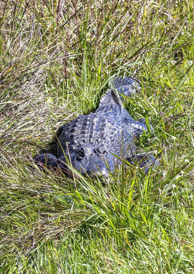Alligator Sunning Sur Une Berge Herbeuse Le Long De La Route Dans Le Parc National Everglades En