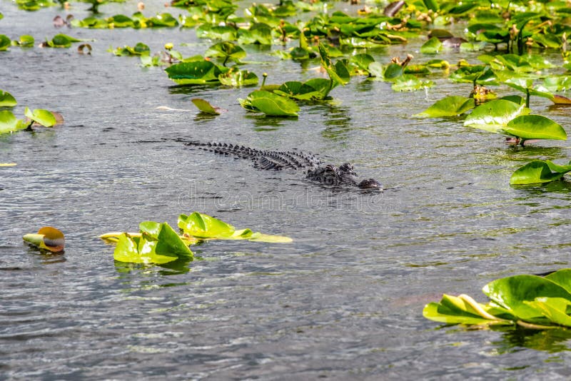 Alligator swimming in Everglades national park wetlands, Florida, USA