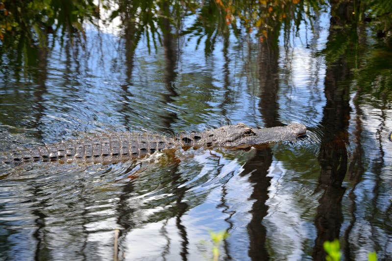 Alligator Swimming in the Swamp-close Up-1 Stock Image - Image of lily
