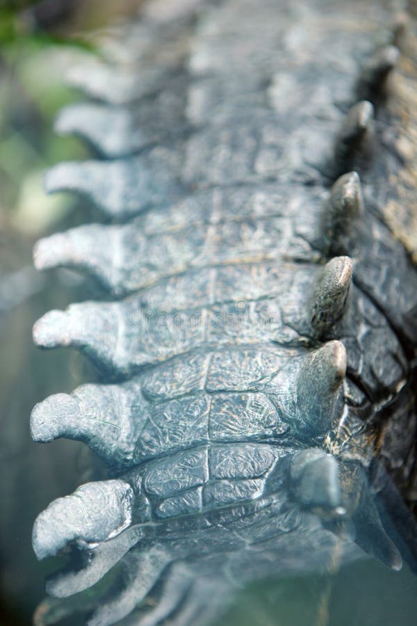Alligator tail close up royalty free stock photo