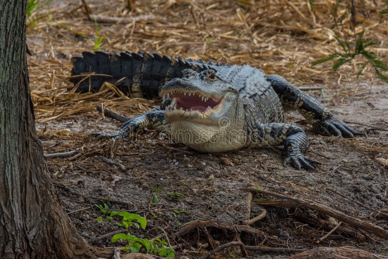 Alligator with prey animal stock photo. Image of danger 27243336