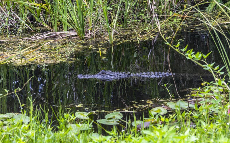 Alligator in water, Everglades, Florida