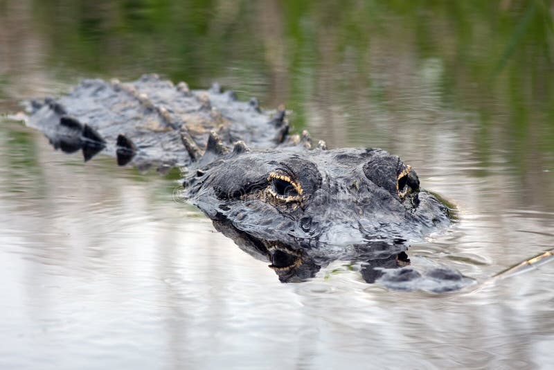 Alligator in the Wild stock images