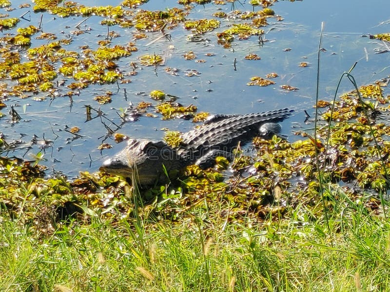 We spotted this large gator sunning himself as we drove along the Creole Nature Trail in Louisiana. We spotted this large gator sunning himself as we drove along the Creole Nature Trail in Louisiana