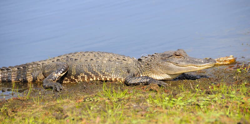 Alligatorcloseuptonåring arkivfoto
